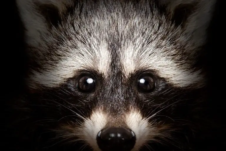Where Is It Legal to Own a Raccoon? Fair Punishment